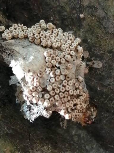 Orgyia antiqua - rozsdabarna kisszövő