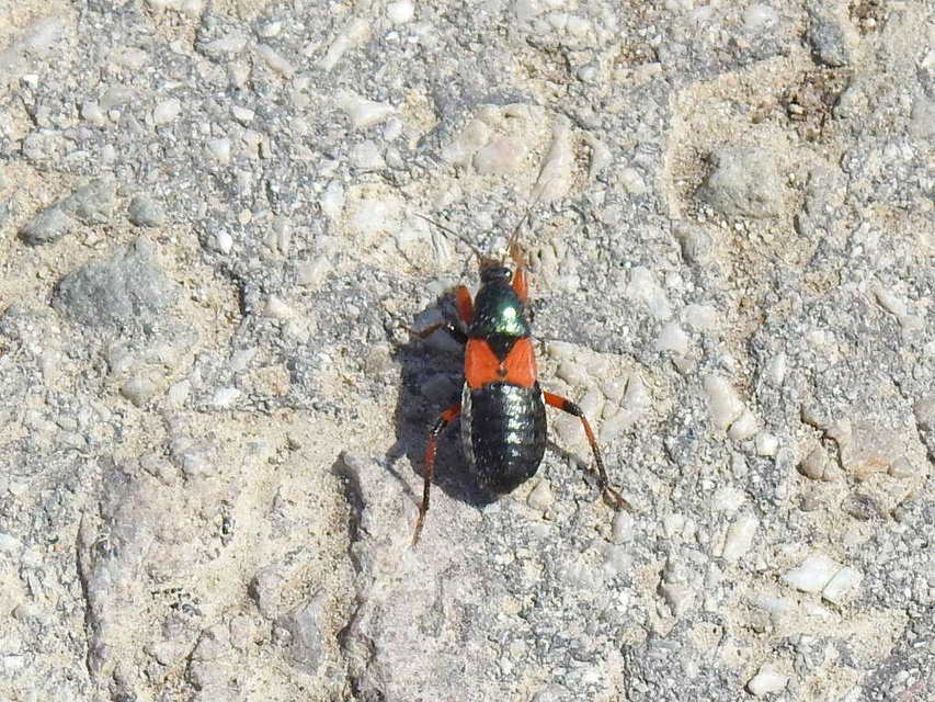 Prostemma aeneicolle - feketehátú tolvajpoloska
