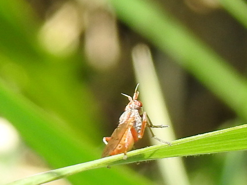 Sciomyzidae - szarvaslégyfélék