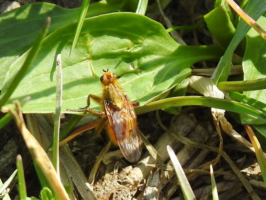 Scathophaga stercoraria - közönséges trágyalégy