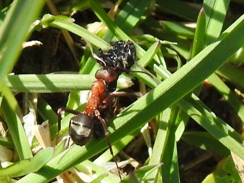 Formica sanguinea - vérvörös rablóhangya