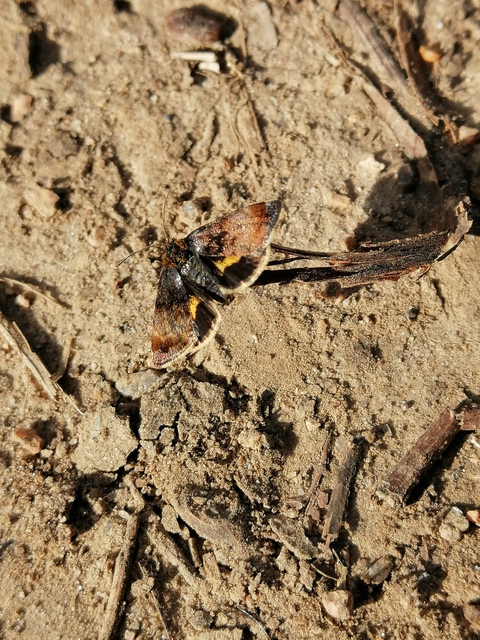 Panemeria tenebrata - apró sárgabagoly