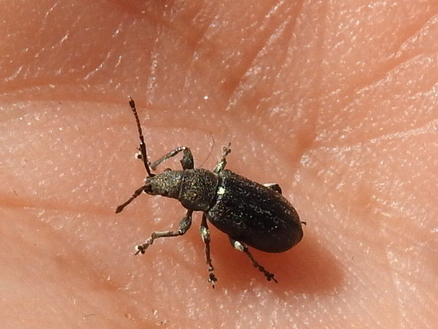 Phyllobius pyri - gyümölcsfa-levélormányos