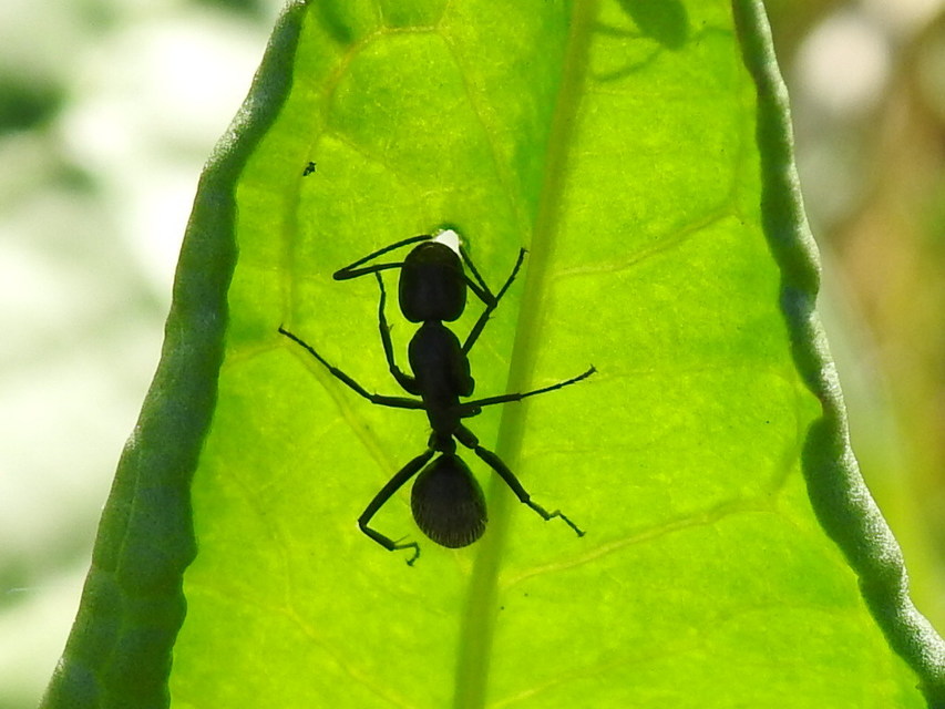 Camponotus vagus - fekete lóhangya