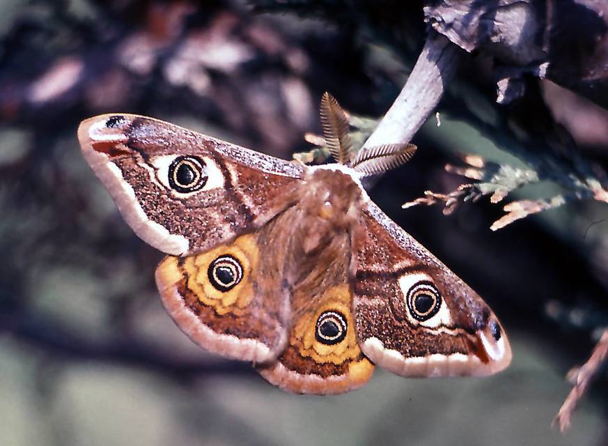 Saturnia pavoniella/pavonia