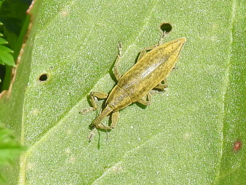 Lixus iridis - bürökfúró dudvabarkó
