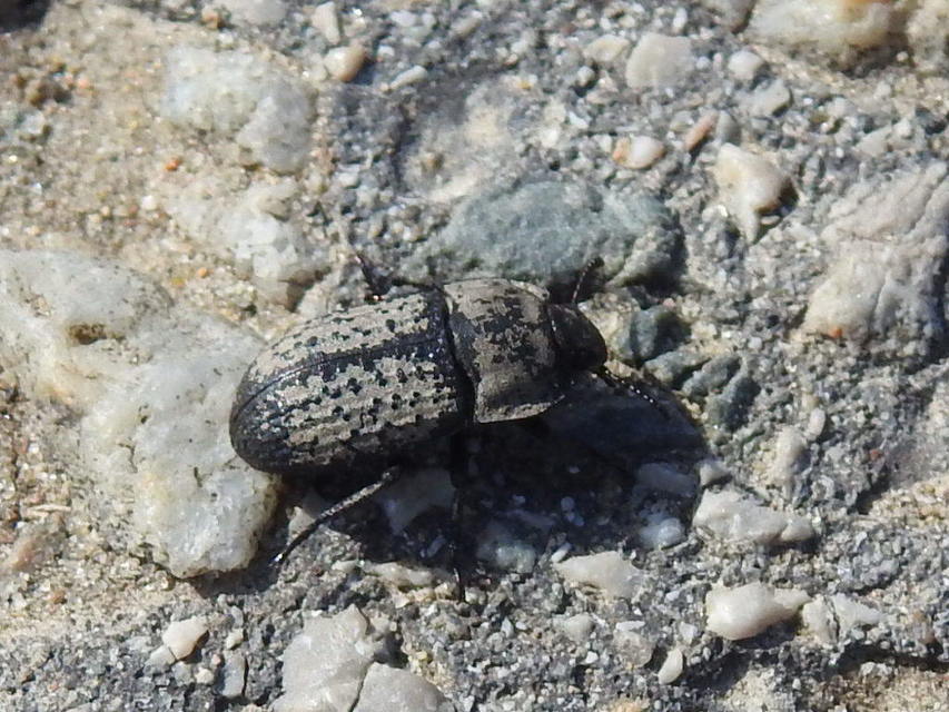 Opatrum sabulosum - sároshátú gyászbogár
