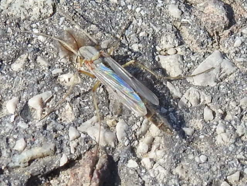Chironomini