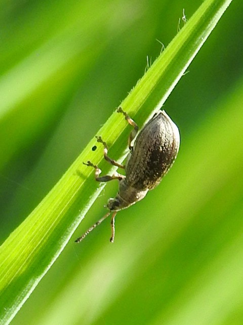 Phyllobius pyri - gyümölcsfa-levélormányos