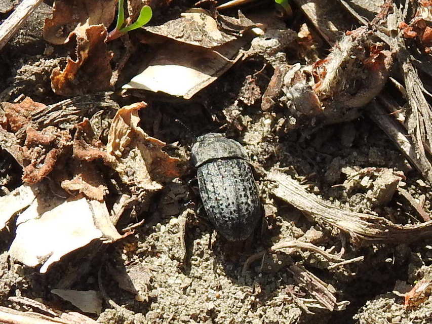 Opatrum sabulosum - sároshátú gyászbogár
