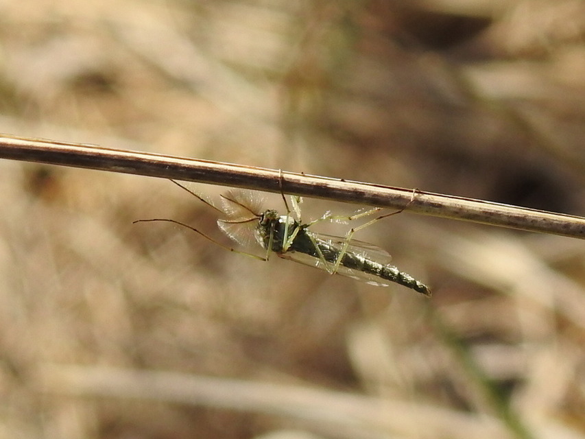 Chironomini