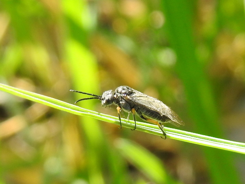 Tenthredinidae - valódi levéldarazsak