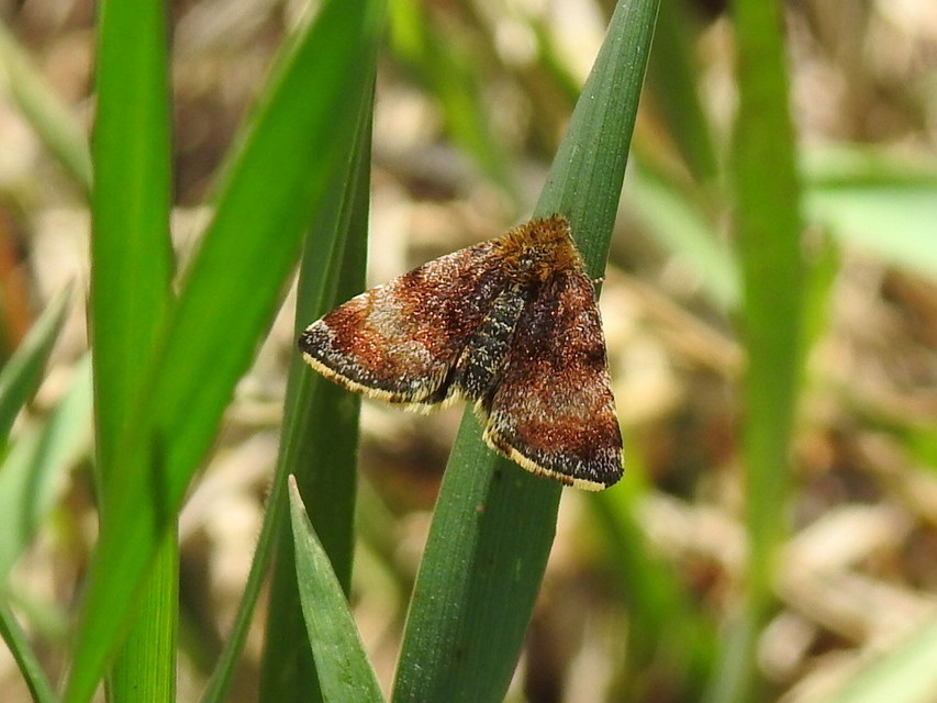 Panemeria tenebrata - apró sárgabagoly