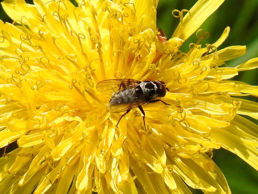 Anthomyia procellaris