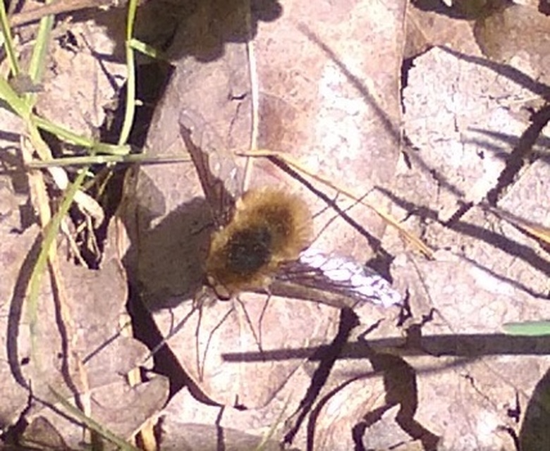 Bombylius major - szegélyes pöszörlégy