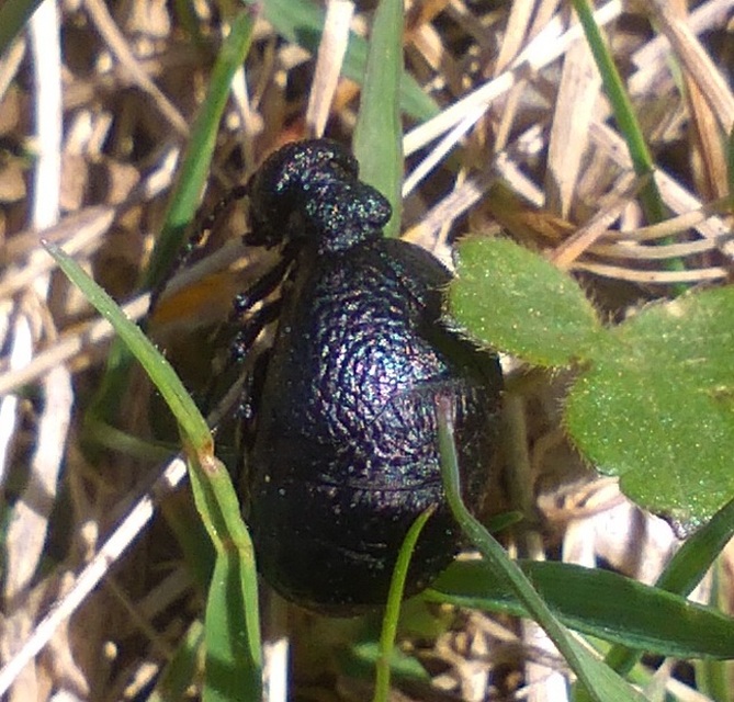 Meloe rugosus - ráncos nünüke