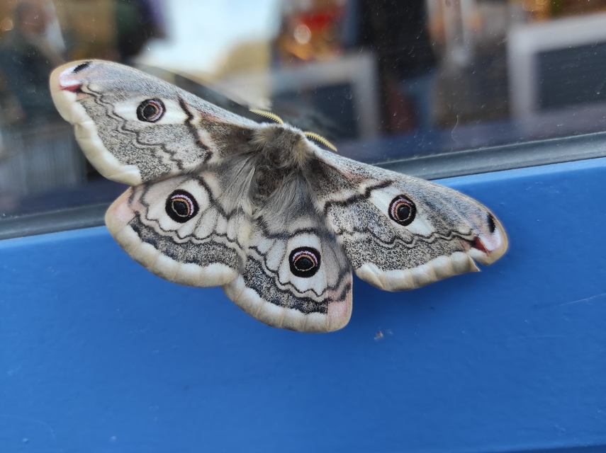 Saturnia pavoniella/pavonia