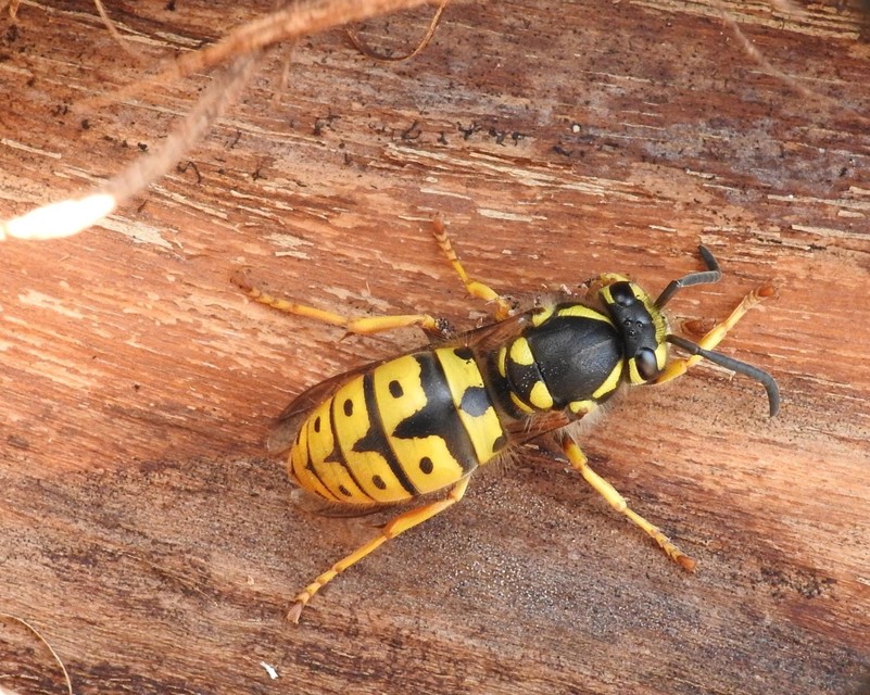 Vespula germanica - német darázs