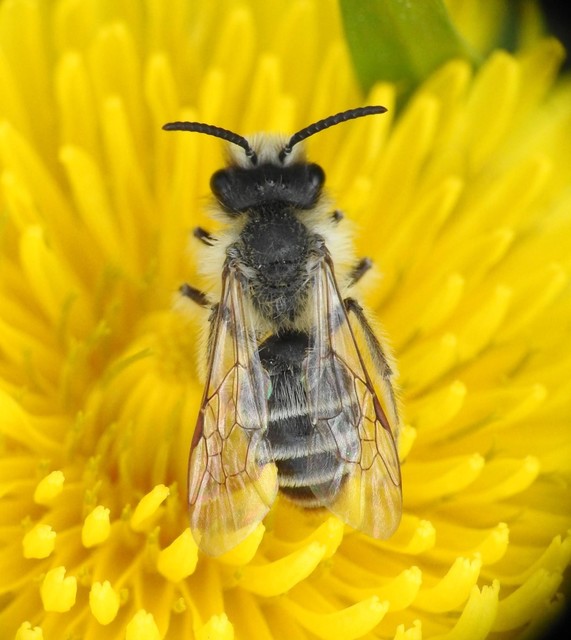 Hymenoptera - Hártyásszárnyúak