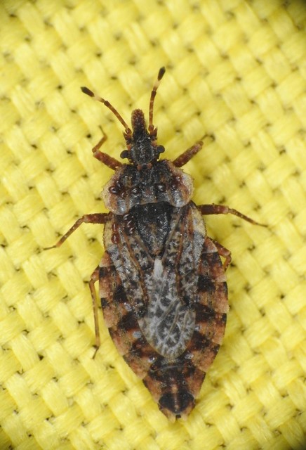 Heteroptera - Poloskák