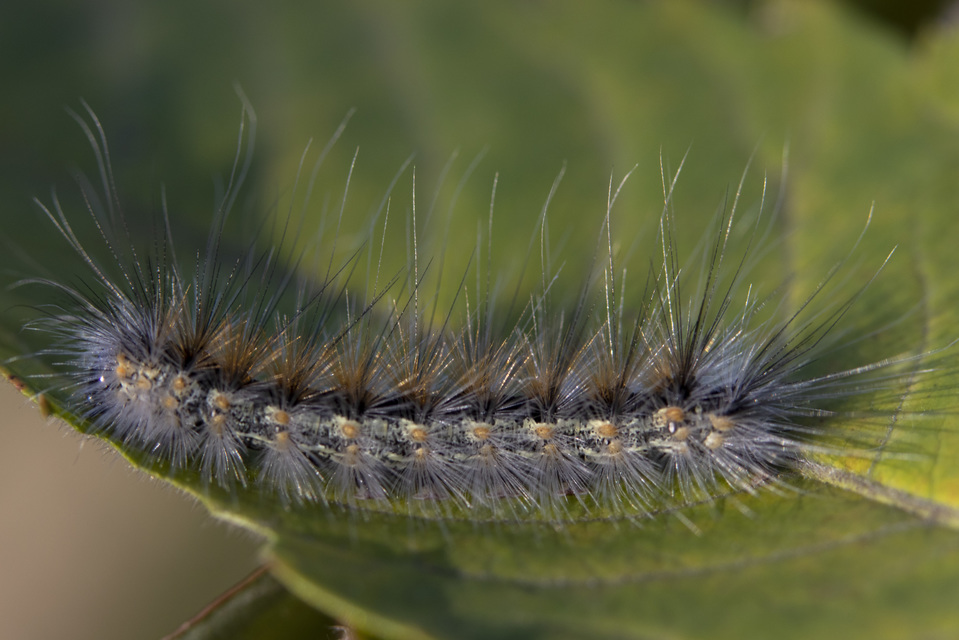 Hyphantria cunea - amerikai fehér medvelepke