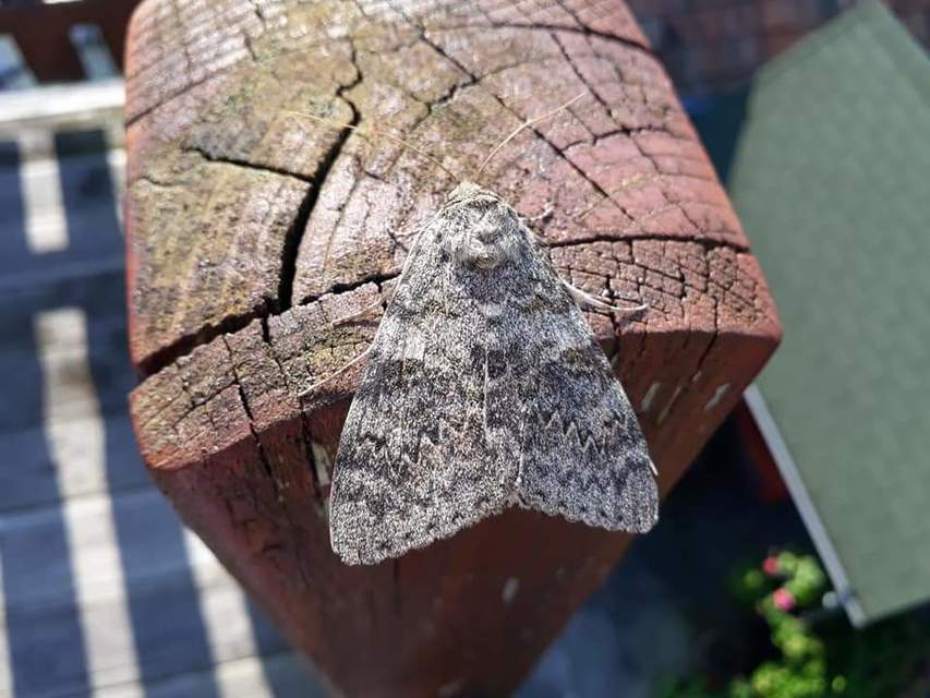 Catocala elocata - közönséges övesbagoly