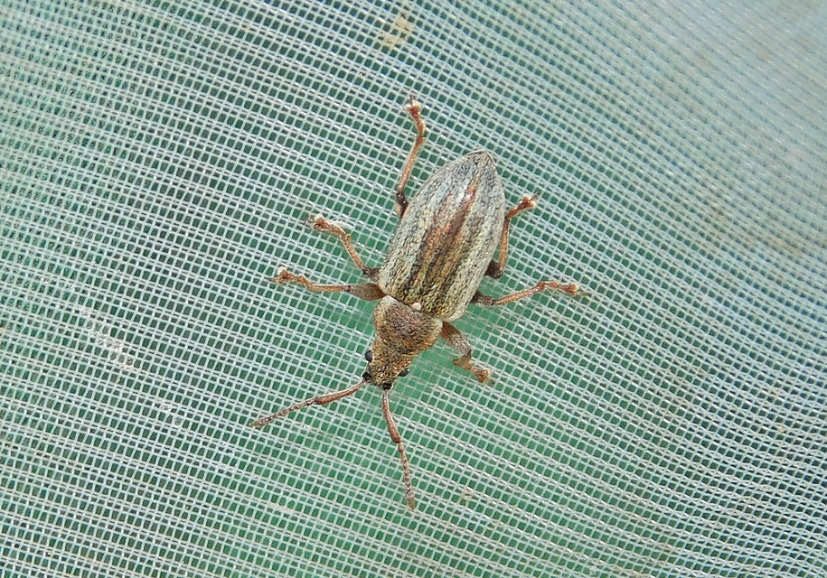 Phyllobius pyri - gyümölcsfa-levélormányos