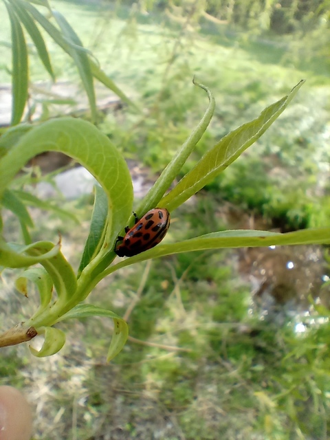 Chrysomela vigintipunctata - húszfoltos fűzlevelész