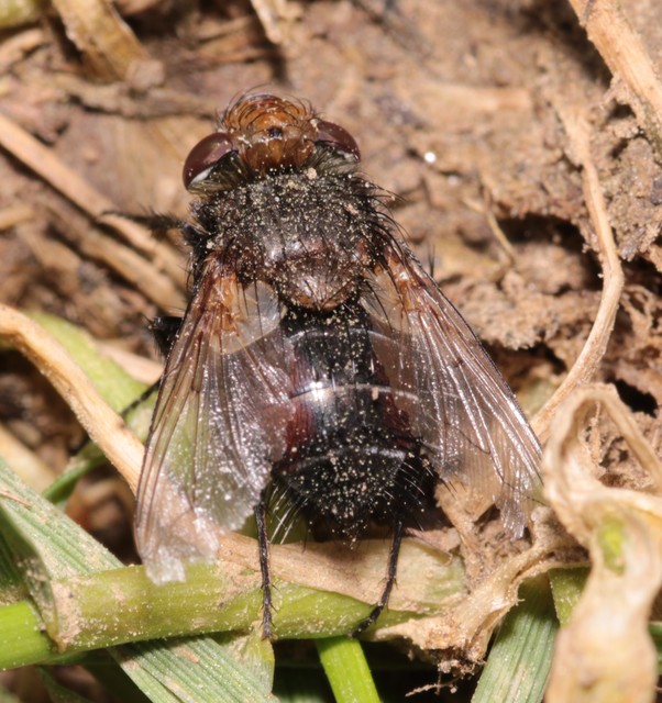Gonia divisa