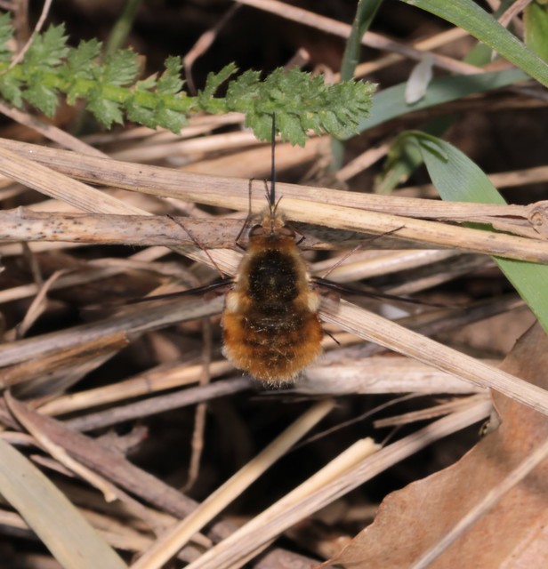 Bombylius major - szegélyes pöszörlégy