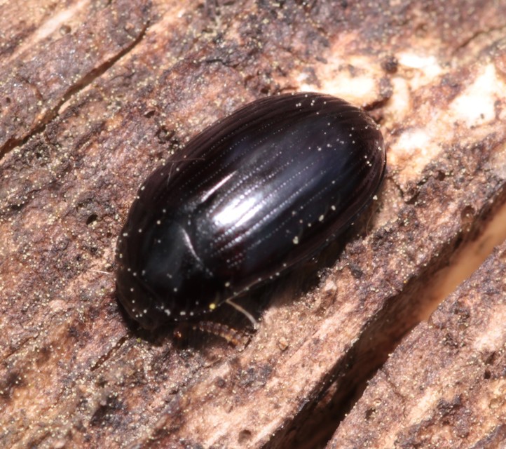 Platydema violaceum - fémkék taplóbogár