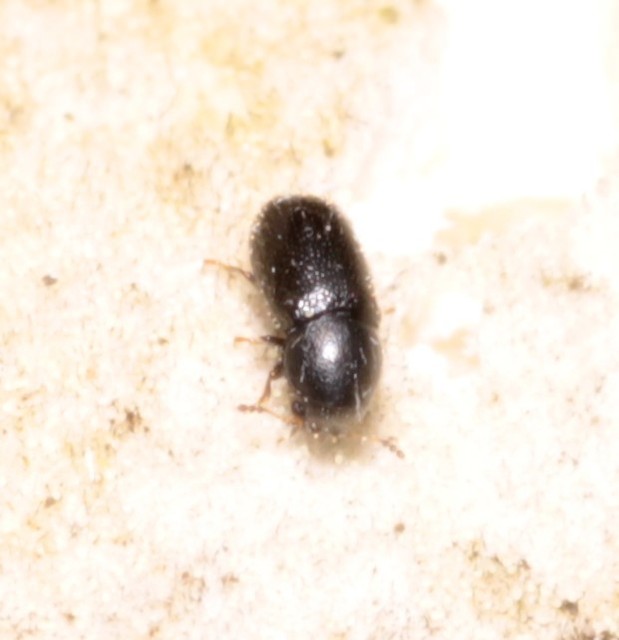 Ciidae - taplószúfélék Ciidae - taplószúfélék