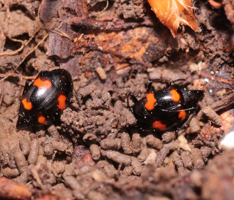 Scaphidium quadrimaculatum - négyfoltos sajkabogár