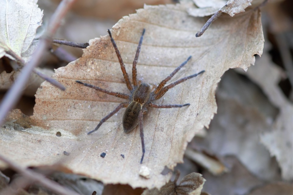 Dolomedes plantarius/fimbriatus