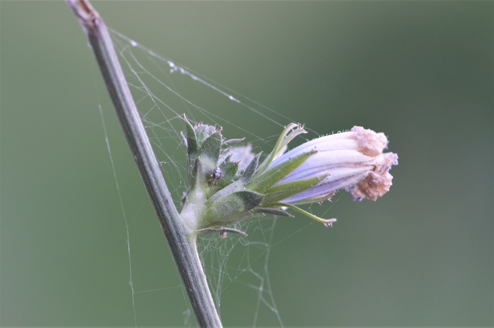 Theridion