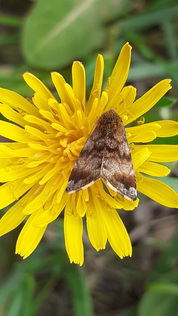 Panemeria tenebrata - apró sárgabagoly