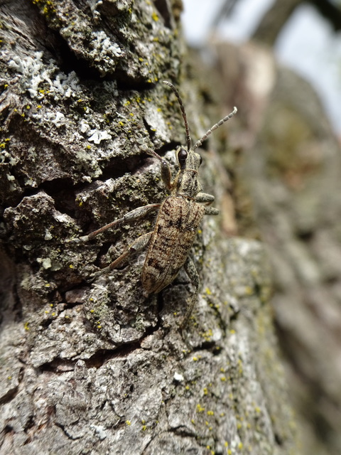 Rhagium inquisitor - fenyves-tövisescincér