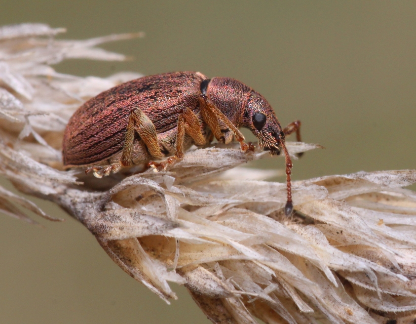 Phyllobius pyri - gyümölcsfa-levélormányos