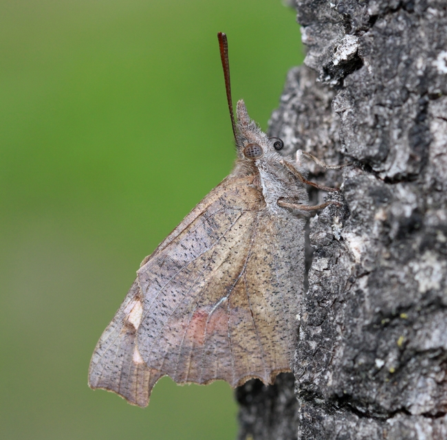 Libythea celtis - csőröslepke
