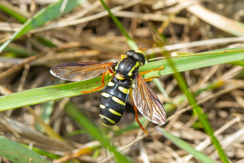 Xanthogramma citrofasciatum - korai oldalsávoslégy
