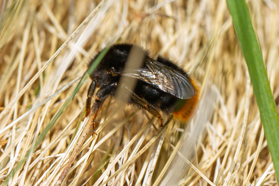 Bombus lapidarius - kövi poszméh