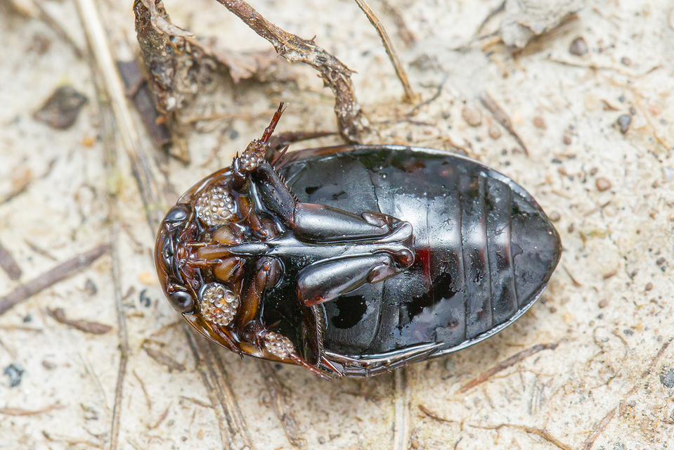 Hydaticus seminiger - fekete mocsáricsíkbogár