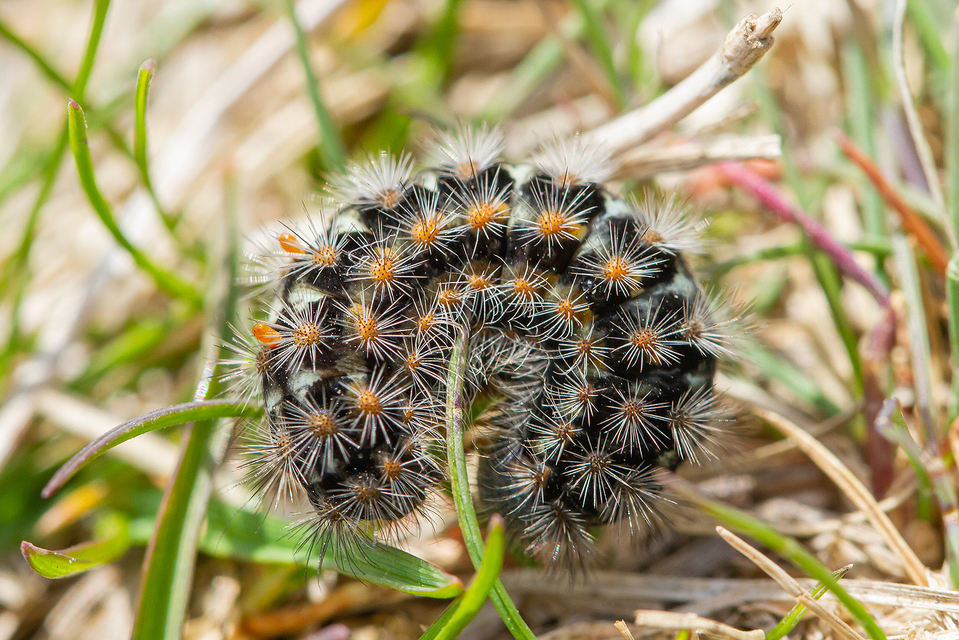 Pentophera morio - réti gyapjaslepke