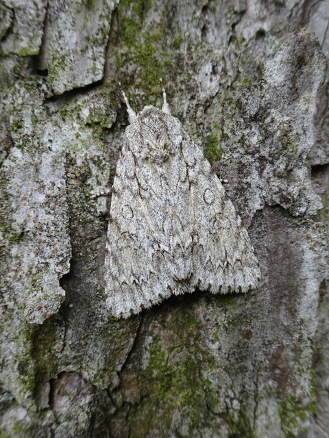 Acronicta aceris - vadgesztenye-szigonyosbagoly