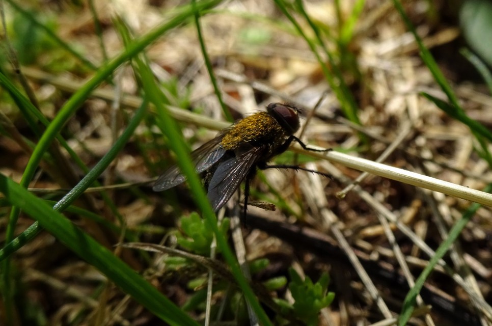 Pollenia