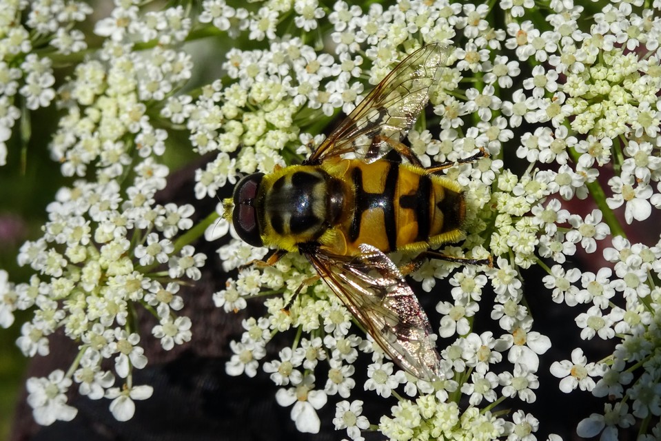 Myathropa florea - halálfejes odúlégy