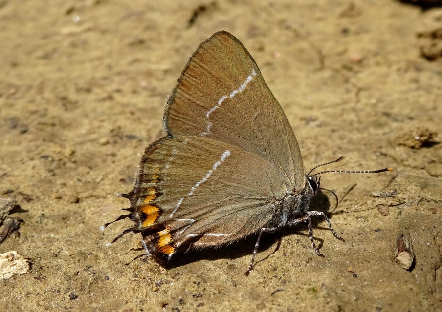 Satyrium w-album - szilfa-csücsköslepke