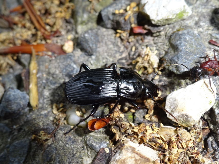 Abax parallelepipedus - félbordás szélesfutó