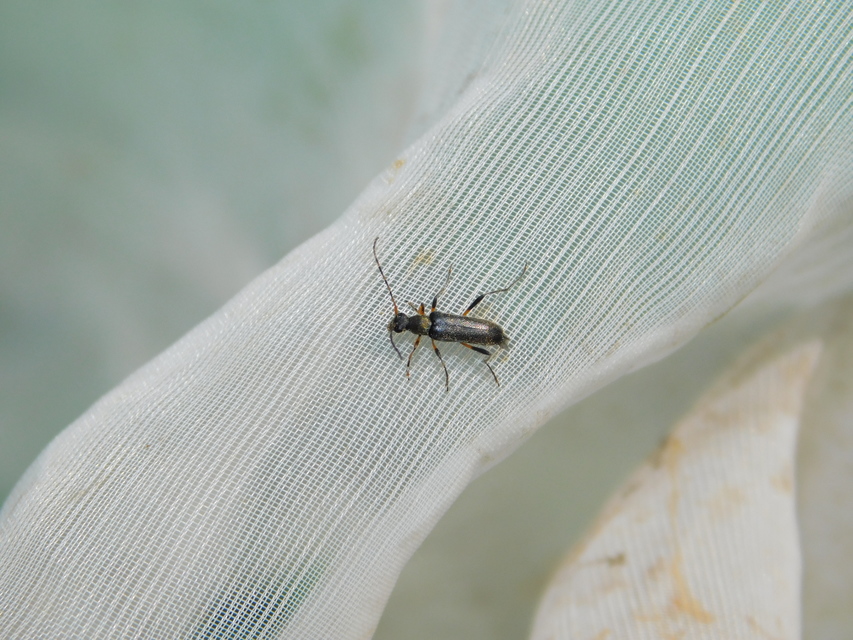 Grammoptera ruficornis - gyűrűscsápú galagonyacincér Grammoptera ruficornis - gyűrűscsápú galagonyacincér