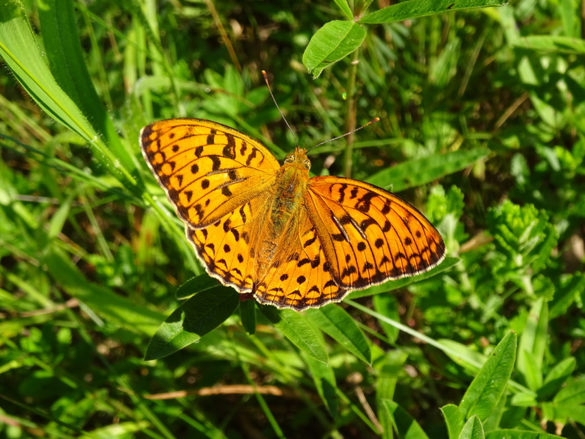 Argynnis adippe - ezüstös gyöngyházlepke
